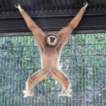 運動神経を良くしたければ、テナガ猿に学べ！