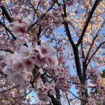 桜咲く、体調の変化にご注意を！