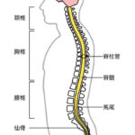 健康でいるために、背骨と歯のケアは必須です！