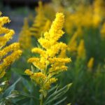 秋の花粉症対策にはこれしかない！