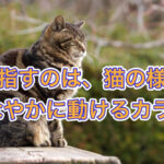 ムキムキではなく、しなやかな体を目指すには？